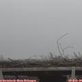 13_00-mast.jpg
