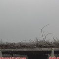13_05-mast.jpg