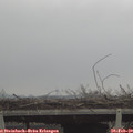 13_10-mast.jpg