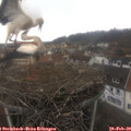 13_15-nest.jpg