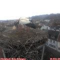 13_20-nest.jpg