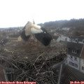 13_25-nest.jpg