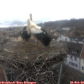 13_30-nest.jpg