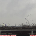 13_50-mast.jpg