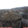 13_50-nest.jpg