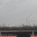 13_55-mast.jpg