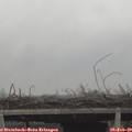 14_00-mast.jpg