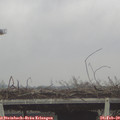 14_05-mast.jpg