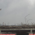 14_15-mast.jpg
