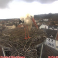 14_20-nest.jpg