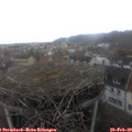 14_25-nest.jpg