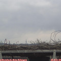 14_50-mast.jpg