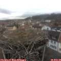 14_50-nest.jpg