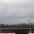 15_00-mast.jpg