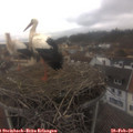 15_15-nest.jpg