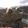 15_20-nest.jpg