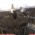 15_25-nest.jpg