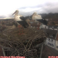 15_30-nest.jpg