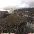 15_35-nest.jpg