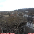 16_05-nest.jpg
