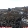 16_25-nest.jpg