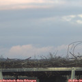 17_40-mast.jpg