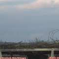 17_45-mast.jpg