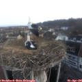 07_15-nest.jpg