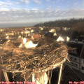 08_00-nest.jpg