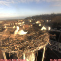 08_20-nest.jpg