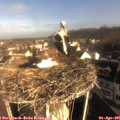 08_45-nest.jpg