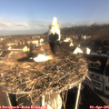 08_50-nest.jpg