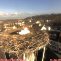 08_55-nest.jpg