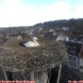09_20-nest.jpg