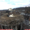 09_25-nest.jpg