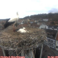 09_30-nest.jpg