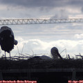 09_35-mast.jpg