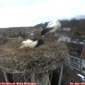 09_35-nest.jpg