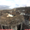 09_50-nest.jpg
