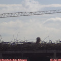 09_55-mast.jpg