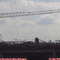 10_00-mast.jpg