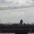 10_10-mast.jpg