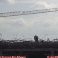 10_20-mast.jpg