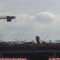 10_25-mast.jpg
