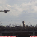 10_35-mast.jpg