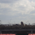 10_40-mast.jpg