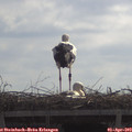 10_55-mast.jpg