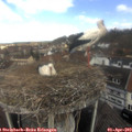 11_10-nest.jpg