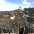 11_15-nest.jpg