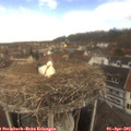 11_20-nest.jpg